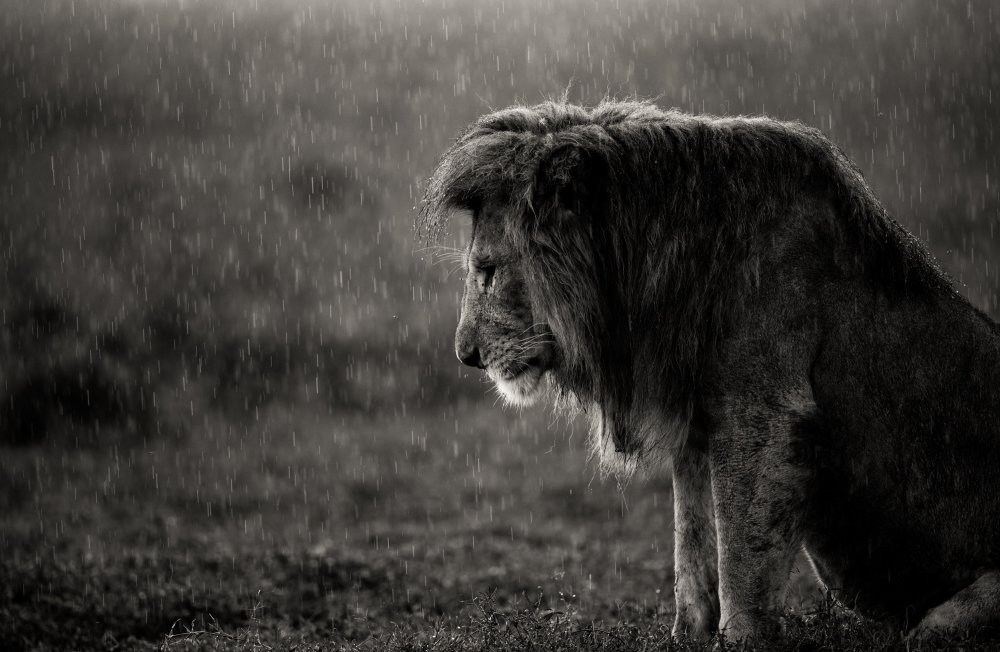 The sad lion von Ali