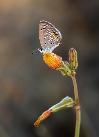 On the yellow flower