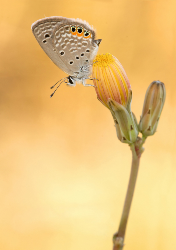 the butterfly von ali akbar khandan