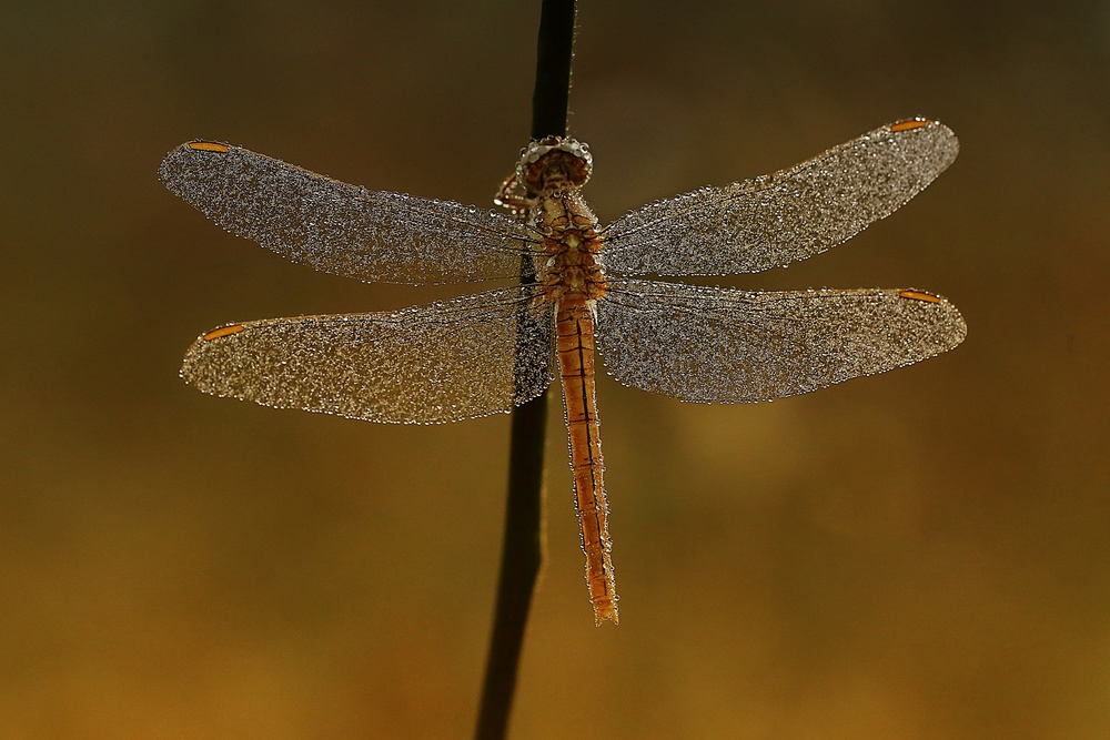 fly dragon von Ali Akcelik