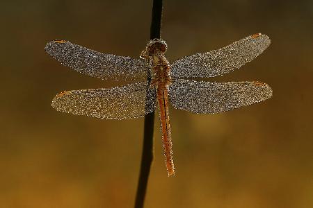 fly dragon