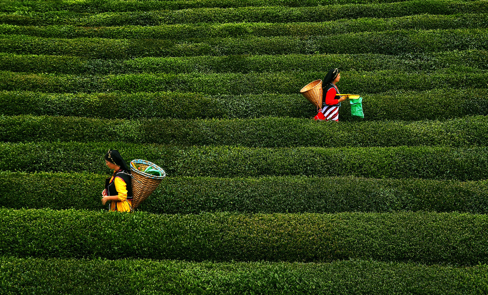 tea garden von Ali Akcelik