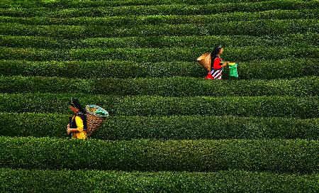 tea garden