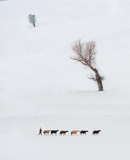 Little shepherd