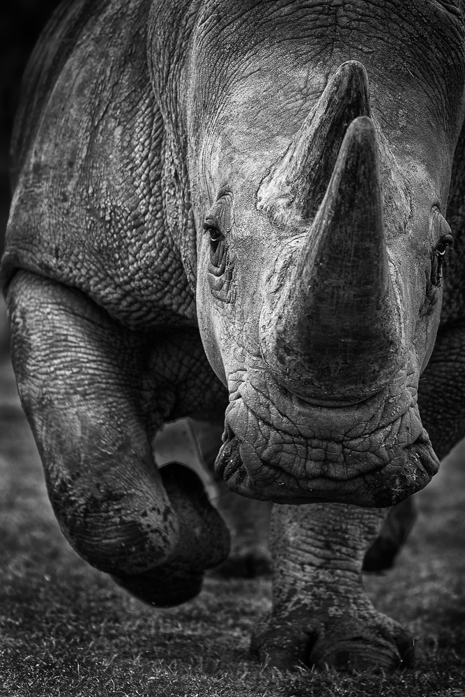 White Rhino on the run! von Ali Khataw