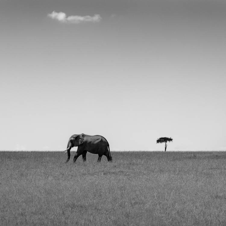 Elephant and the friendly cloud... von Ali Khataw