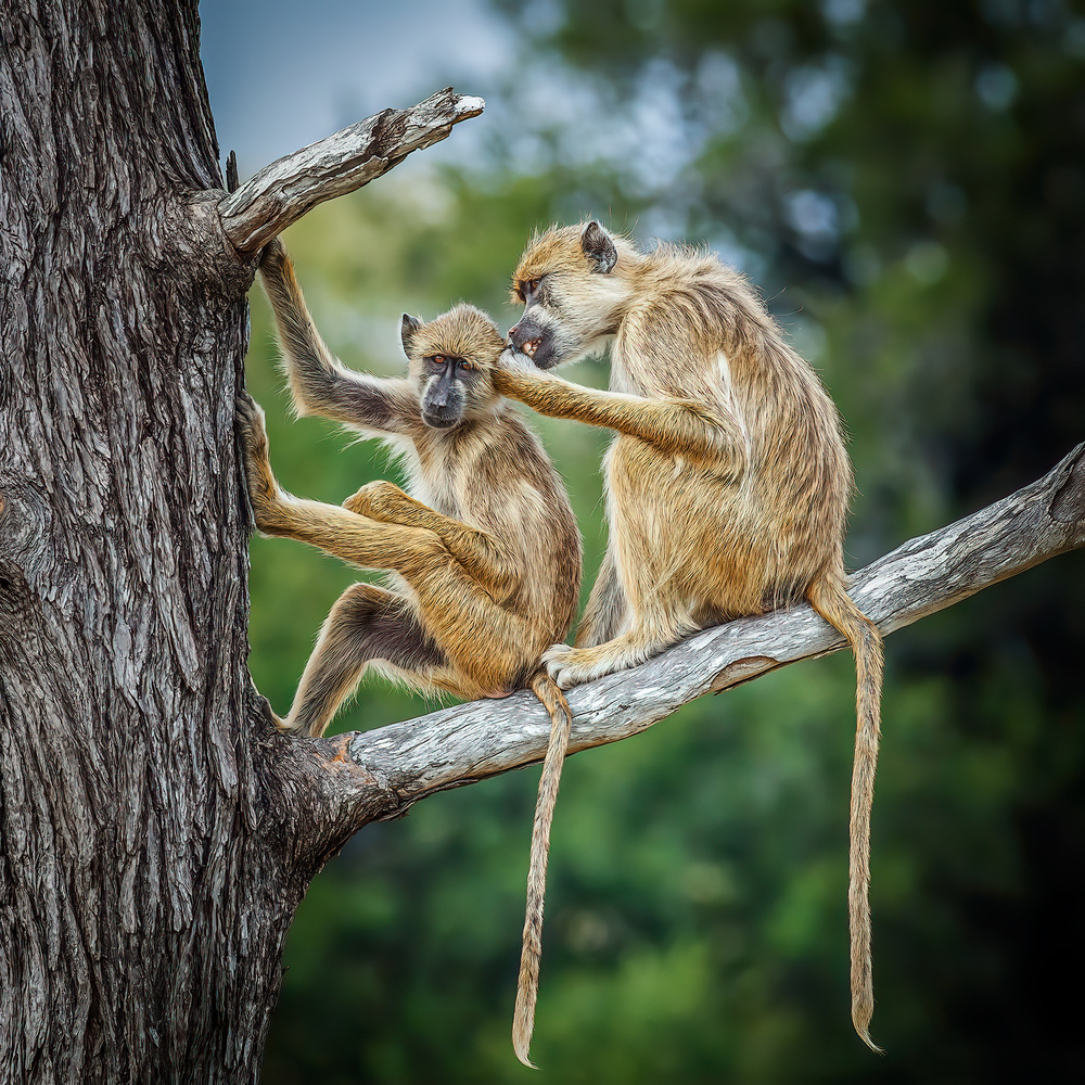 Two Baboons von Ali Khataw