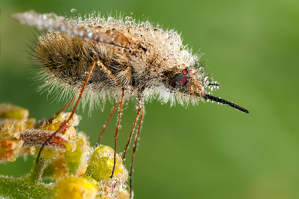 Bombylius von Ali Rezaeian