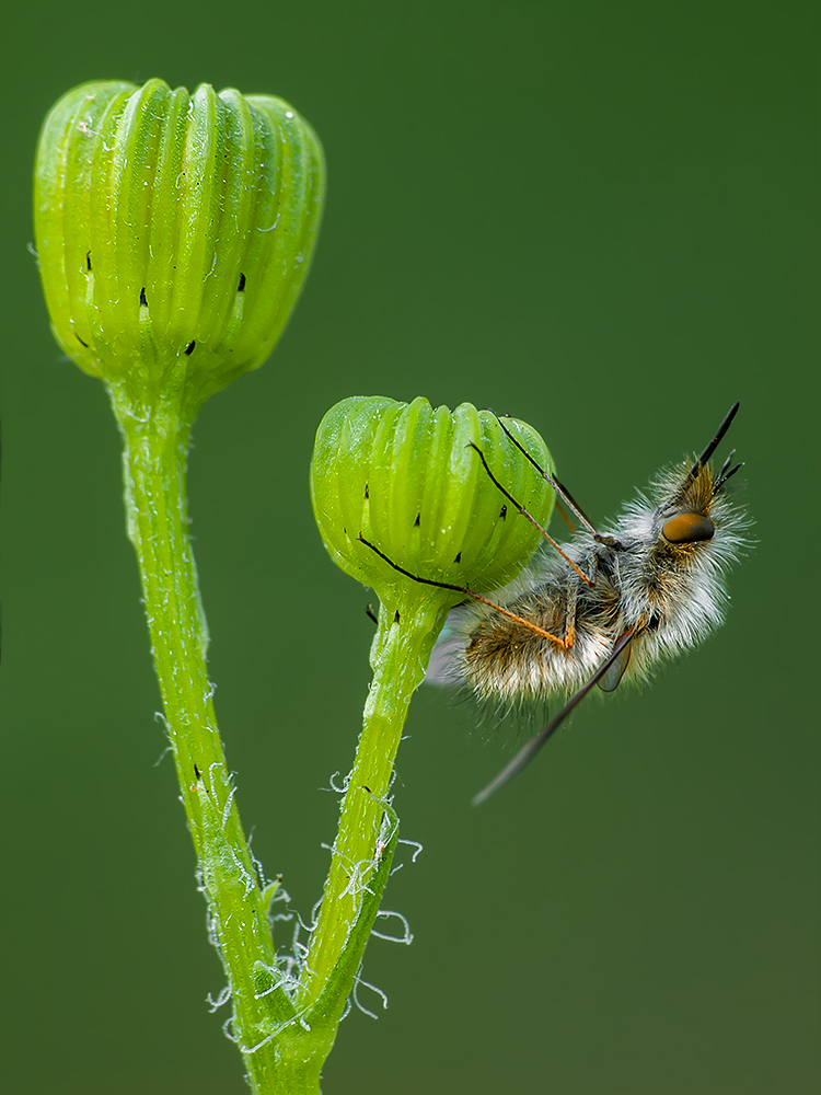 Bombylius von Ali Rezaeian