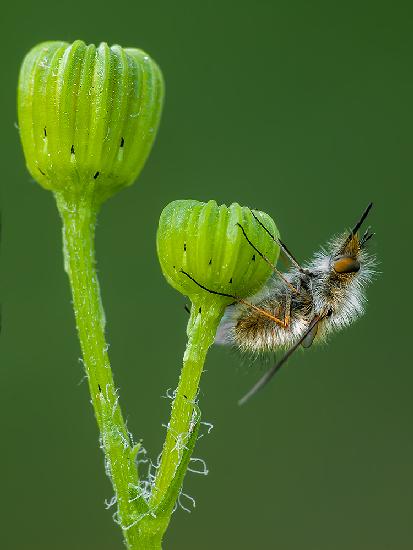 Bombylius