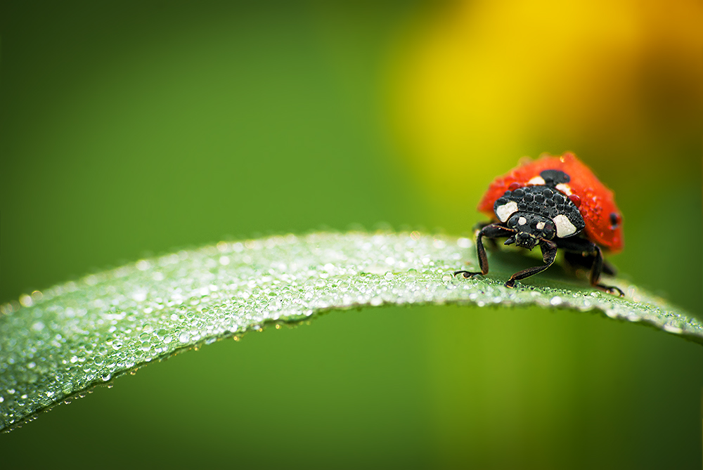 Coccinella Septempunctata von Ali Rezaeian