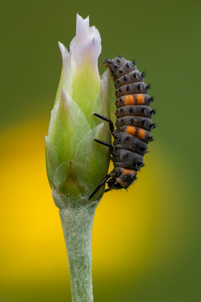 Coccinella Septempunctata (Larva) von Ali Rezaeian