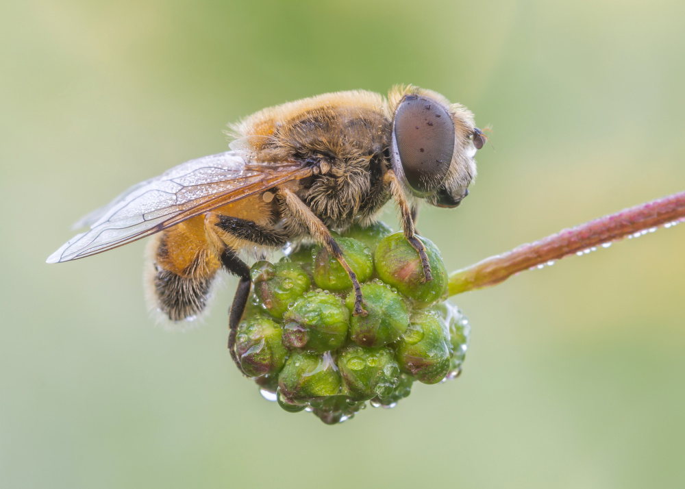 Eristalis Arbustorum (Male) von Ali Rezaeian