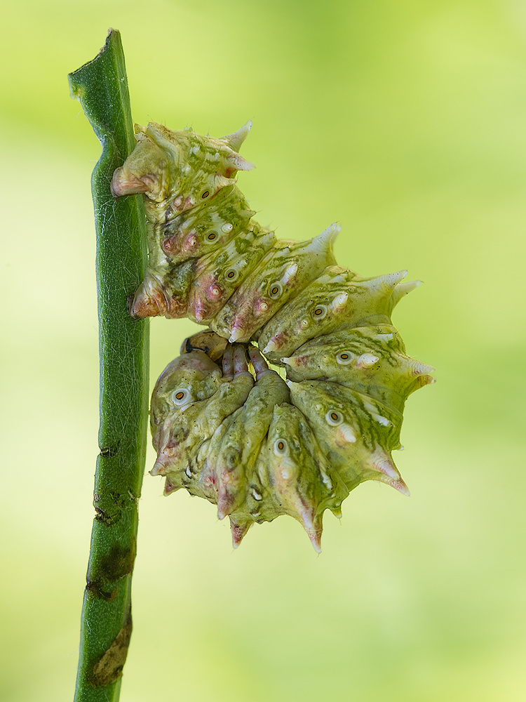 Larva von Ali Rezaeian