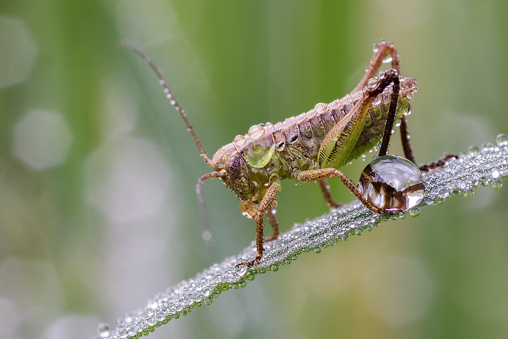 Wet Grasshopper von Ali Rezaeian