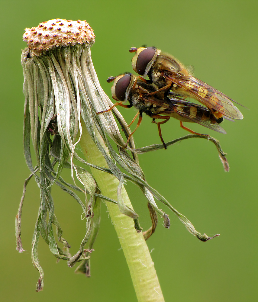 Couple Of Syrphidae von Ali Rezaeian