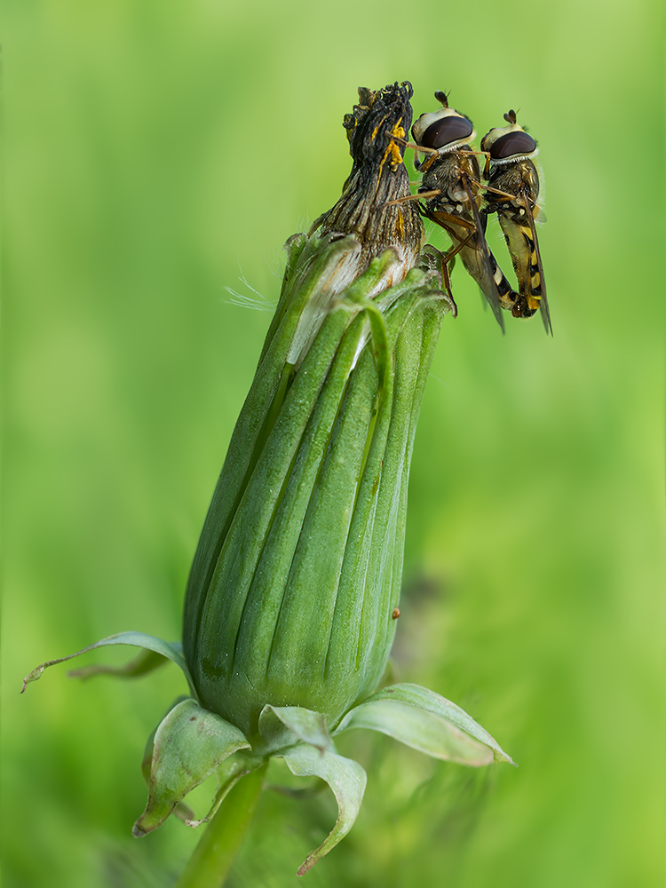 Couple Of Syrphidae von Ali Rezaeian