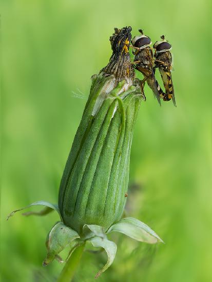 Couple Of Syrphidae