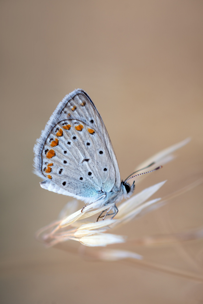 Polyommatus Icarus (Male) von Ali Rezaeian