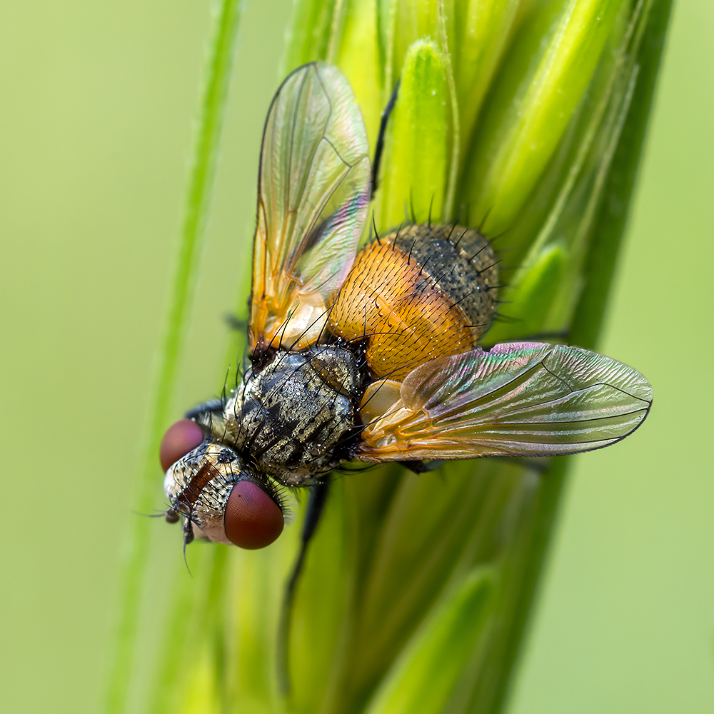 Beautiful Fly von Ali Rezaeian