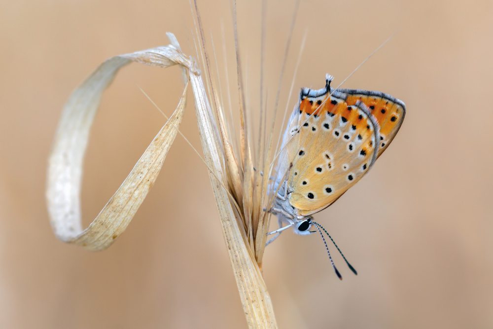 Beauty von Ali Rezaeian