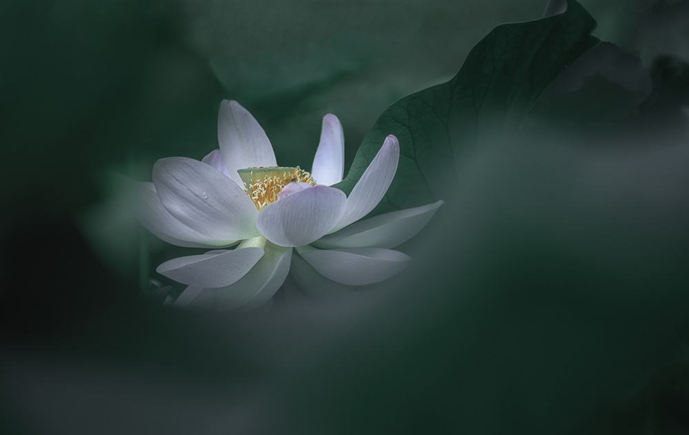 Lotus 1 von Alice Sheng