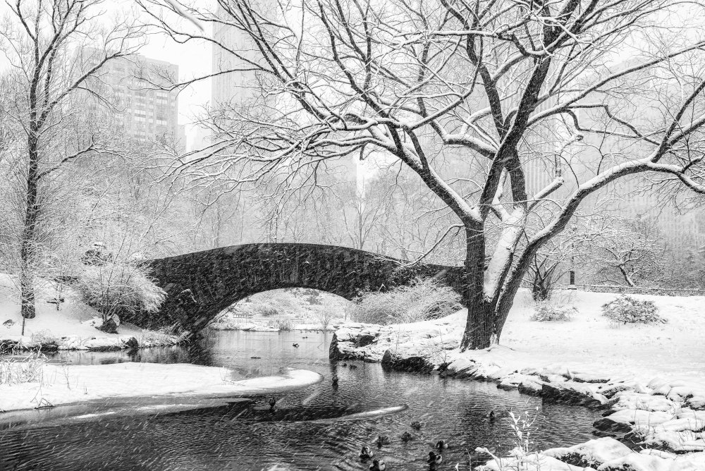 central park snow von Alice Sheng