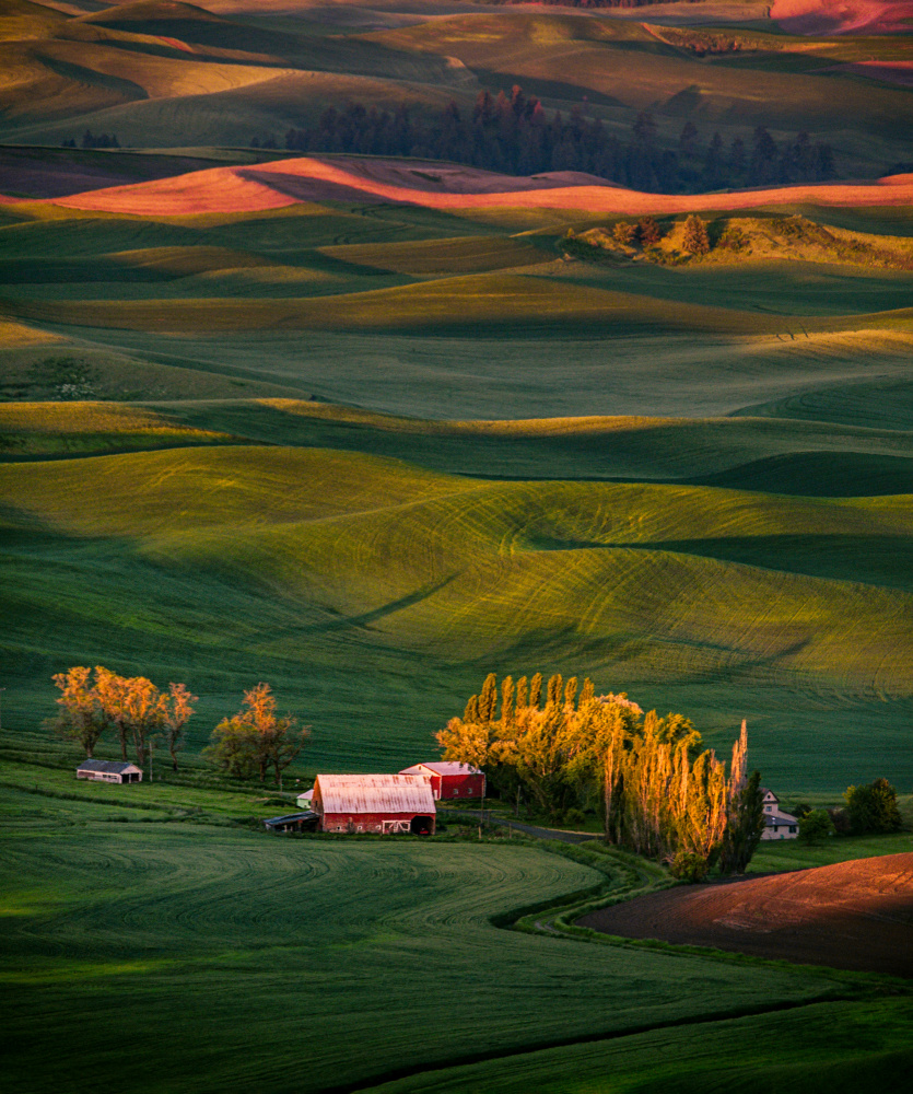 Wheat field 3 von Alice Sheng