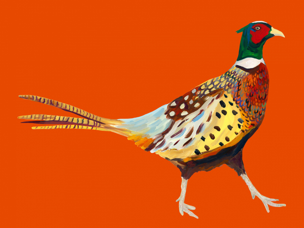 Strutting Pheasant On Orange von Alice Straker