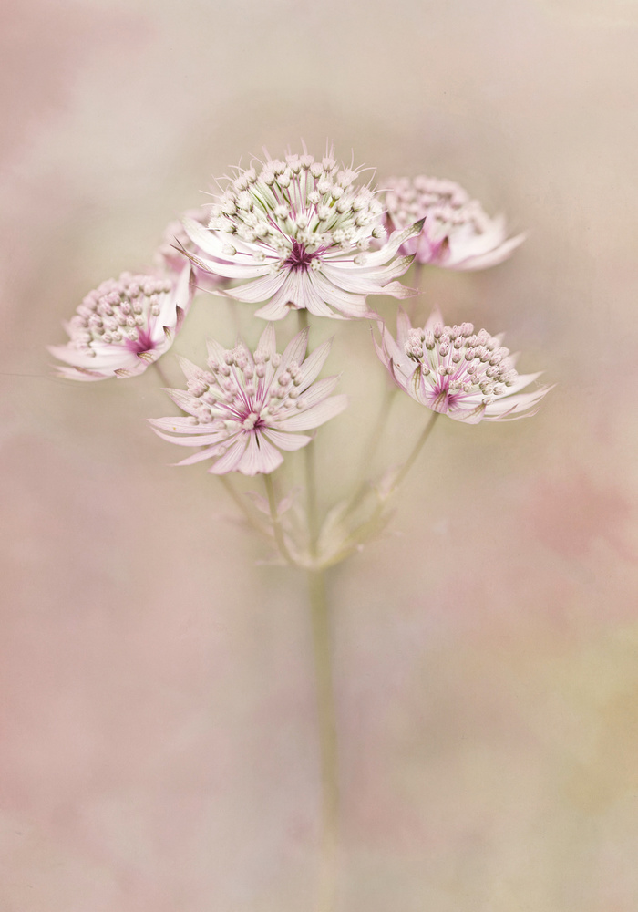 Astrantia von Alida Van Zaane