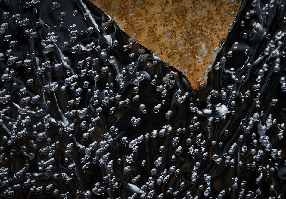 Leaves in frozen water von Allan Wallberg