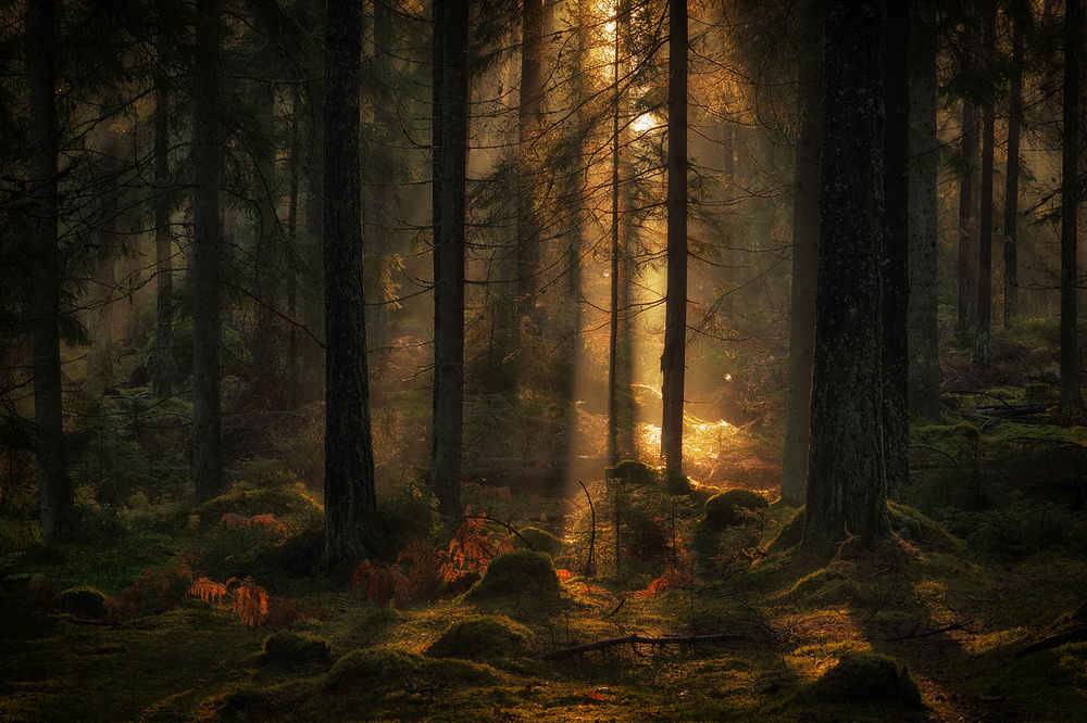 The light in the forest von Allan Wallberg