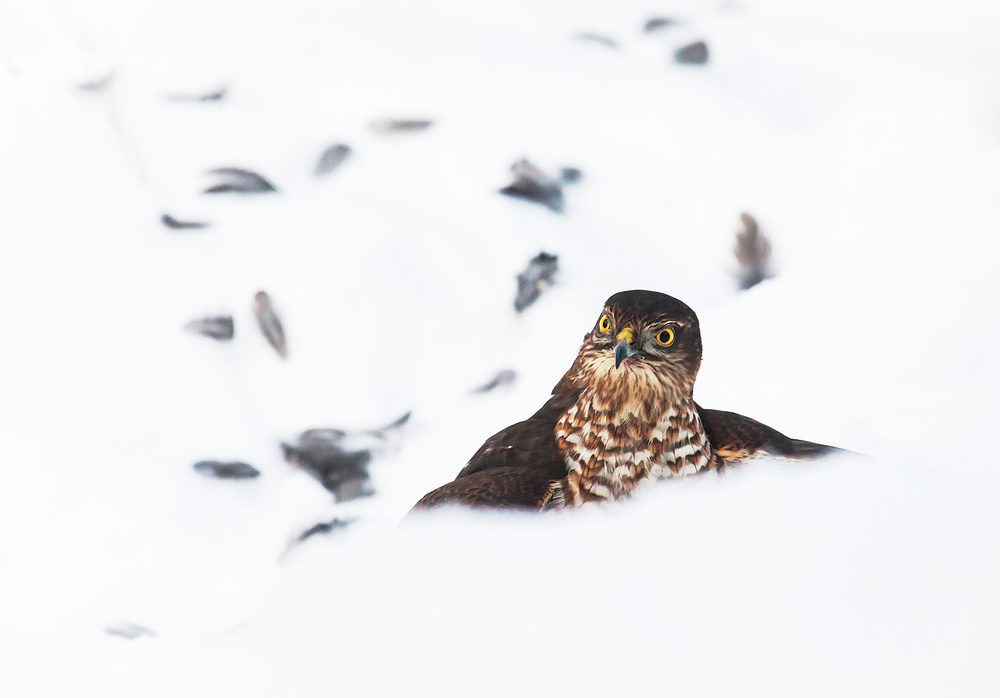 Eurasian sparrowhawk von Allan Wallberg