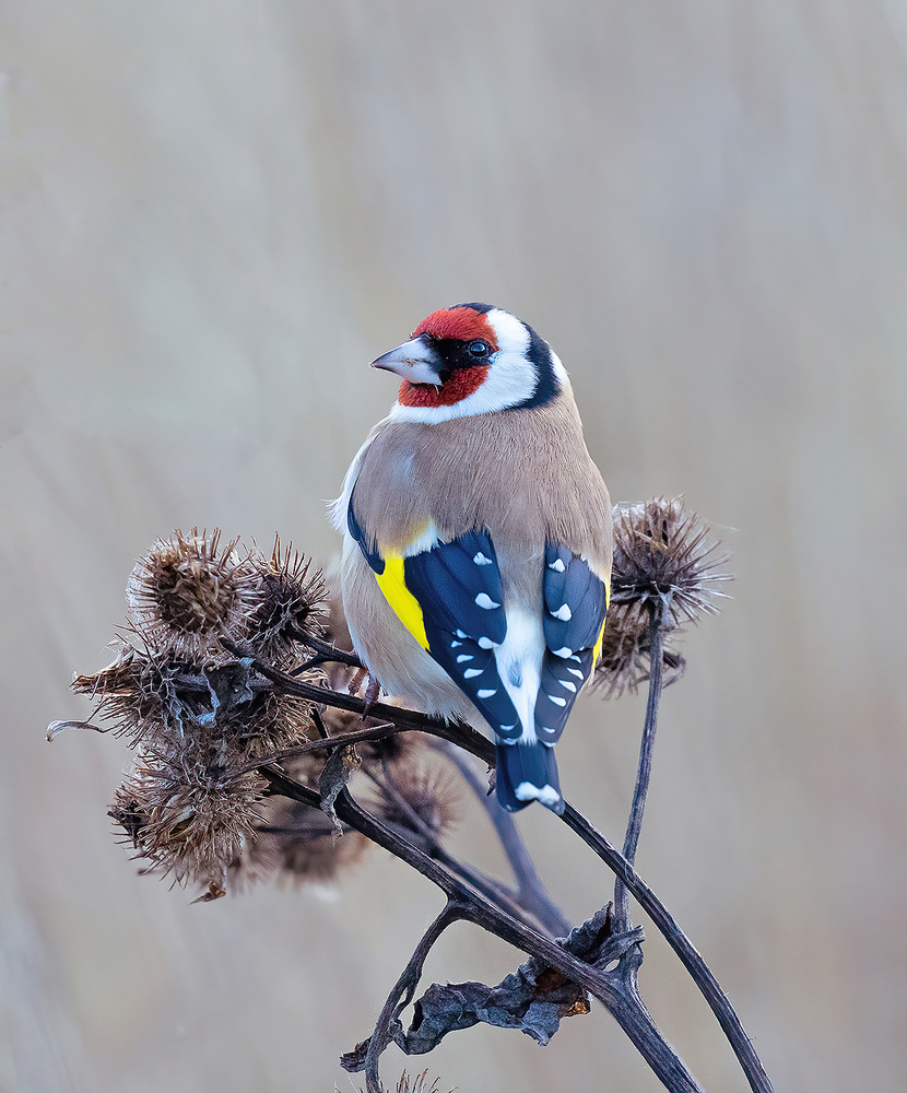 European goldfinch von Allan Wallberg