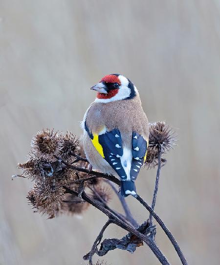 European goldfinch