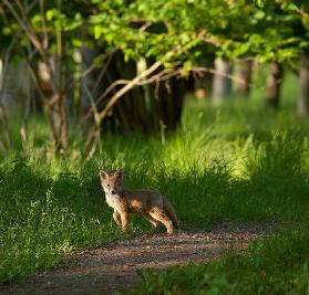 Fuchsjunge im Wald