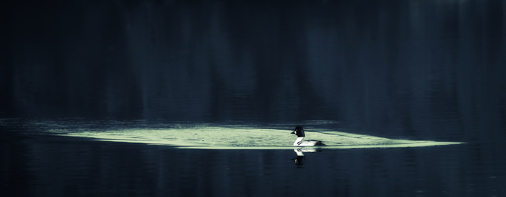 Common goldeneye von Allan Wallberg