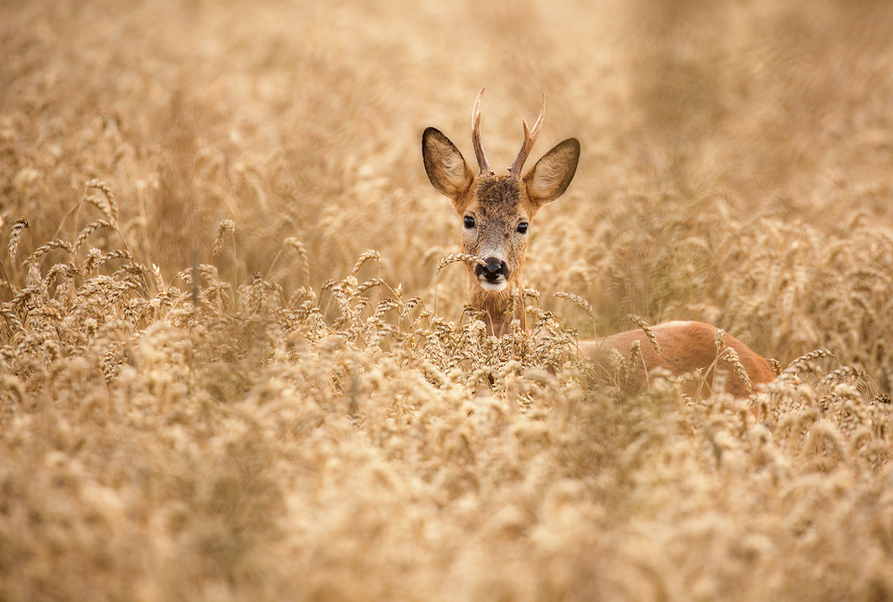 Deer in the field von Allan Wallberg