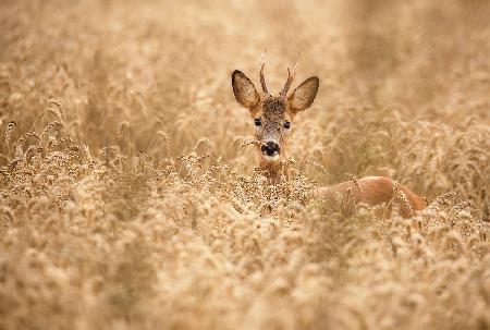 Deer in the field