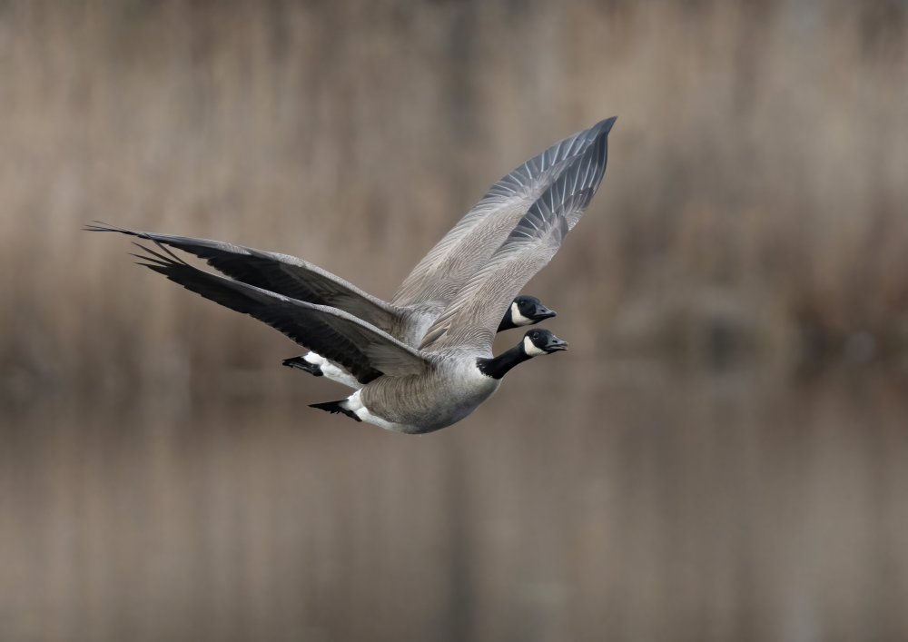 Canada goose (Branta canadensis) von Allan Wallberg