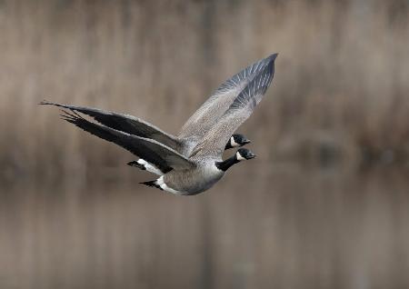 Canada goose (Branta canadensis)