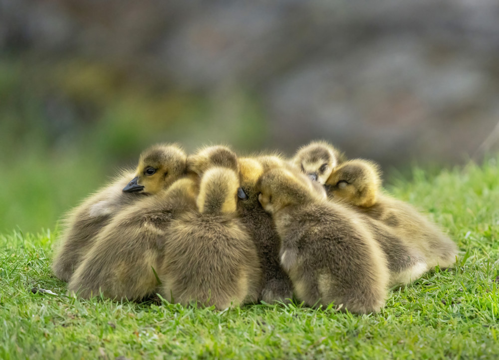 Morning meeting von Allan Wallberg