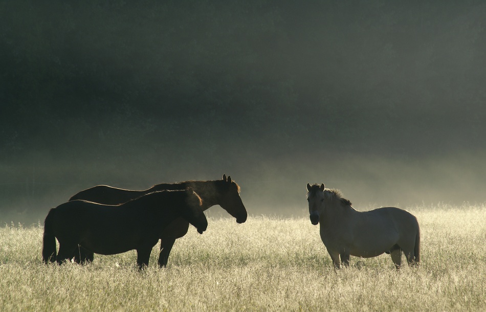 Misty morning. von Allan Wallberg