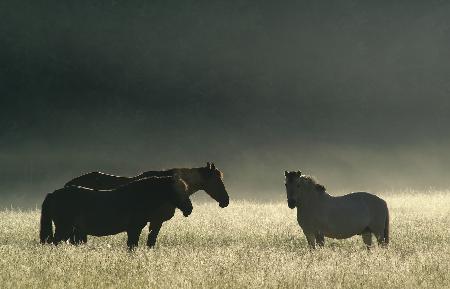 Misty morning.