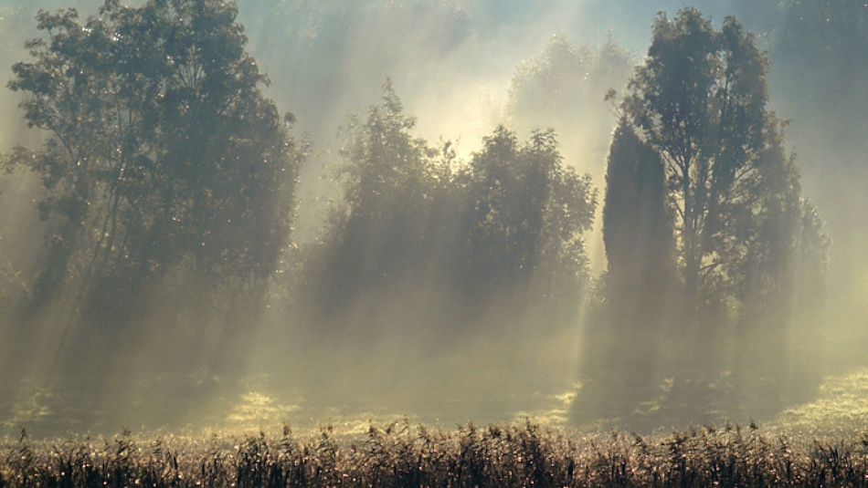 Misty morning in the forest. von Allan Wallberg