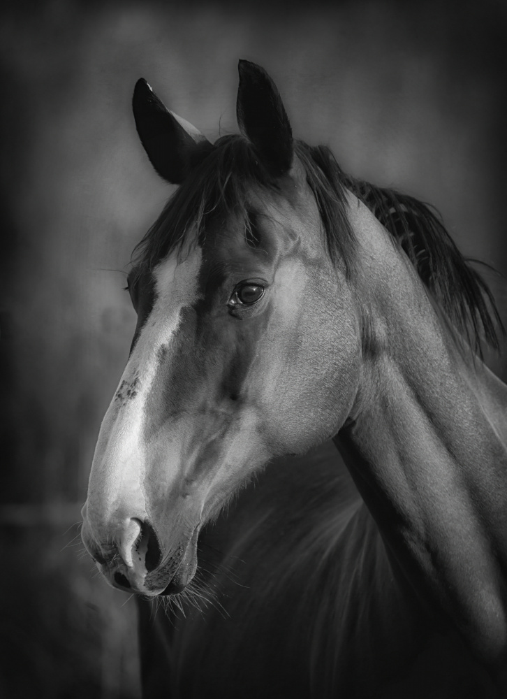 Horse portrait von Allan Wallberg