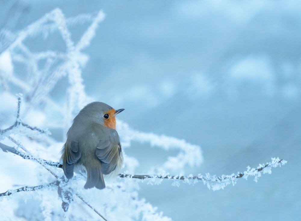 Robin on a chilly winter day von Allan Wallberg