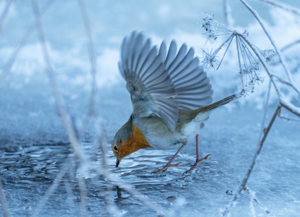 European robin (Erithacus rubecula). von Allan Wallberg