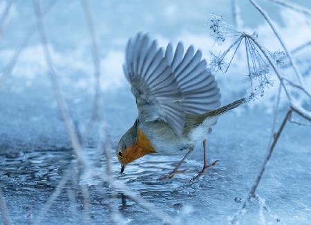 European robin (Erithacus rubecula).