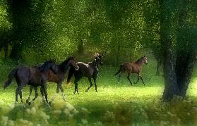 Running Horses